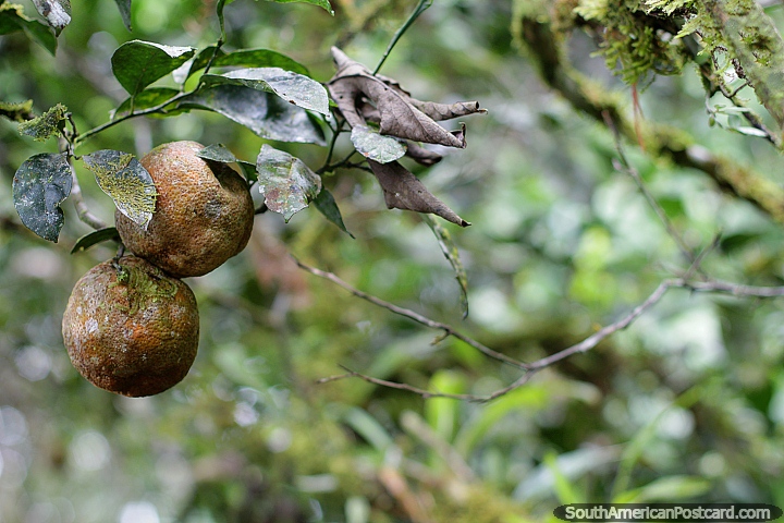 Pair of rotting fruit in the wilderness at Las Orquideas botanical garden in Puyo. (720x480px). Ecuador, South America.
