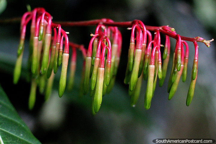 Cavendishia Grandifolia, exotic flowers, red and green, Las Orquideas botanical garden, Puyo. (720x480px). Ecuador, South America.