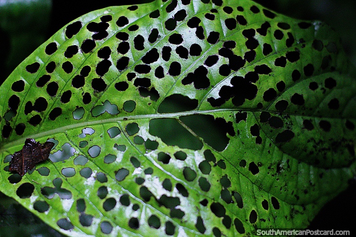 Leaf that proved to be very tasty to insects, full of holes, Las Orquideas botanical garden, Puyo. (720x480px). Ecuador, South America.