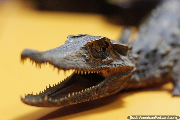 Baby black caiman skeleton, on display at the Archaeological museum, Puyo. (720x480px). Ecuador, South America.