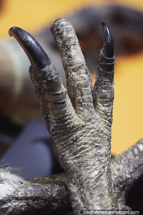 Claw of an Arpia Eagle, on display at the Archaeological museum, Puyo. (480x720px). Ecuador, South America.