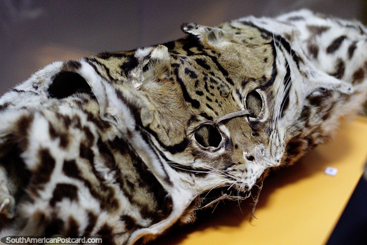 Jaguar skin rolled up like a carpet, Archaeological museum, Puyo. (720x480px). Ecuador, South America.