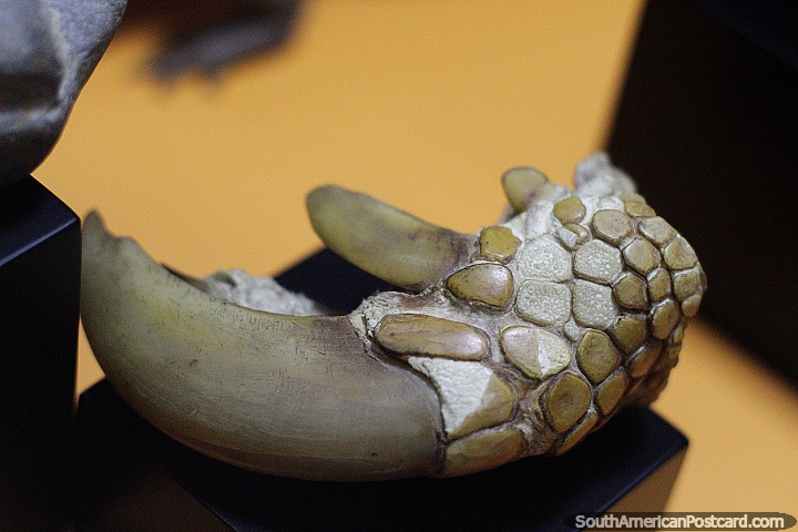 Armadillo claw, very interesting, Archaeological museum, Puyo. (720x480px). Ecuador, South America.