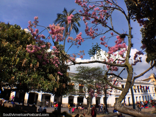 Aquelas rvores impressionantes com flores rosa e os edifcios brancos em Praa da Independncia, Quito. (640x480px). Equador, Amrica do Sul.