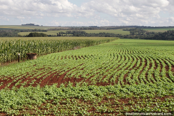 Campos de cultivo com um milho de milho doce crescendo ao norte de Maria Auxiliadora. (720x480px). Paraguai, Amrica do Sul.
