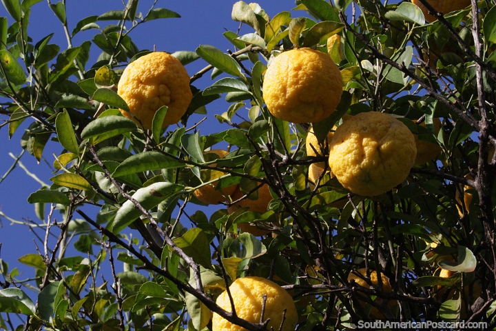 Oranges ready for picking in Maria Auxiliadora. (720x480px). Paraguay, South America.