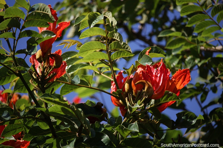 Spathodea campanulata with crinkly orange leaves in Bella Vista. (720x480px). Paraguay, South America.