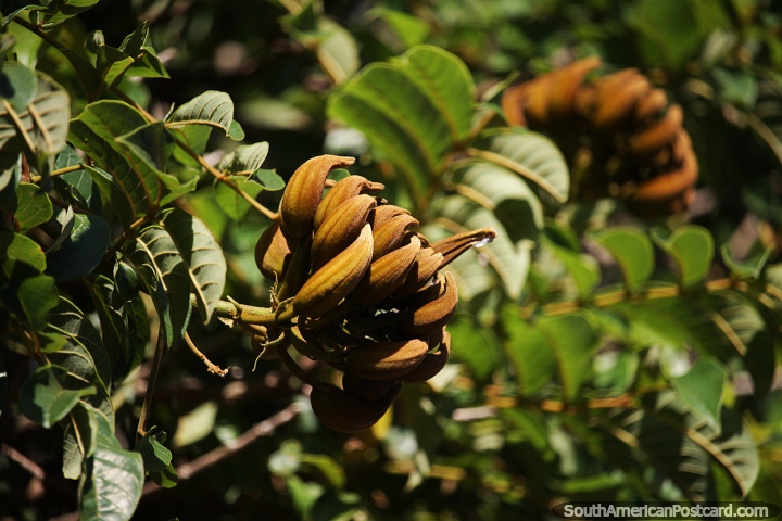 Banana-shaped pods of the Spathodea campanulata tree in Bella Vista. (720x480px). Paraguay, South America.
