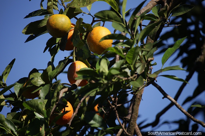 Oranges growing in the summertime in Bella Vista. (720x480px). Paraguay, South America.