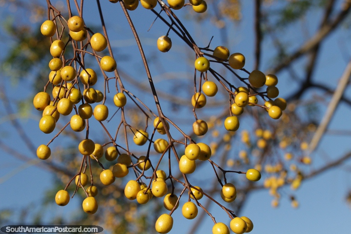 Vainas amarillas del rbol Chinaberry, cada una contiene de 3 a 5 semillas negras, naturaleza en Hohenau. (720x480px). Paraguay, Sudamerica.