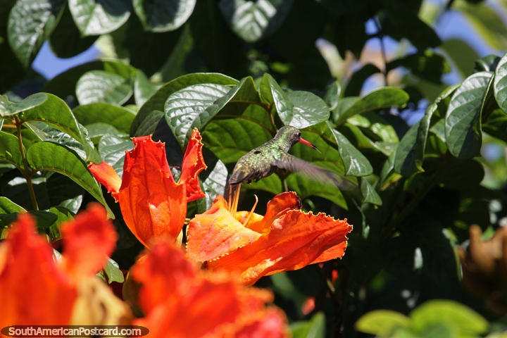 Hummingbird darts around the flowers in the park in Encarnacion. (720x480px). Paraguay, South America.