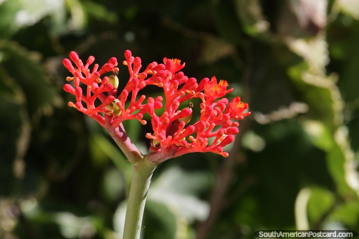Jatropha podagrica, native to the tropical Americas, growing in Encarnacion. (720x480px). Paraguay, South America.