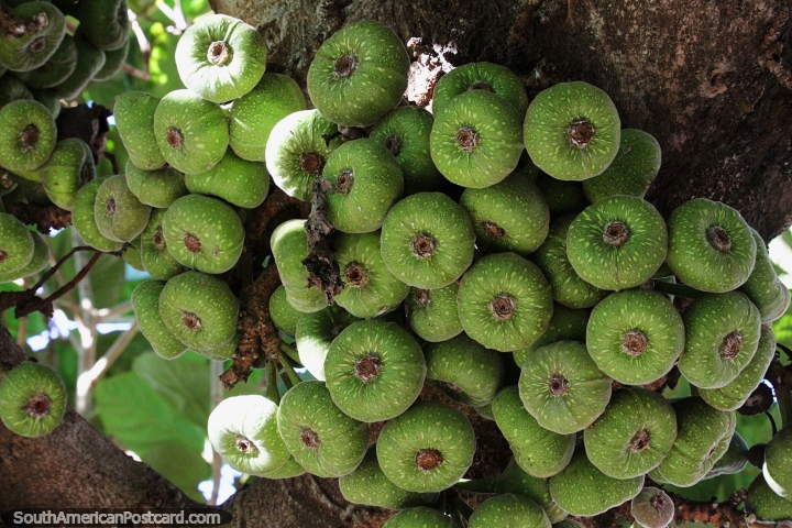 Ficus auriculata, un tipo de higuera, racimos de frutos verdes que crecen en Encarnacin. (720x480px). Paraguay, Sudamerica.