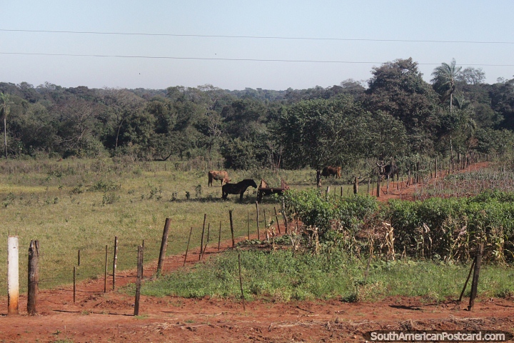 Horse and cattle in a field beside crops around General Artigas. (720x480px). Paraguay, South America.