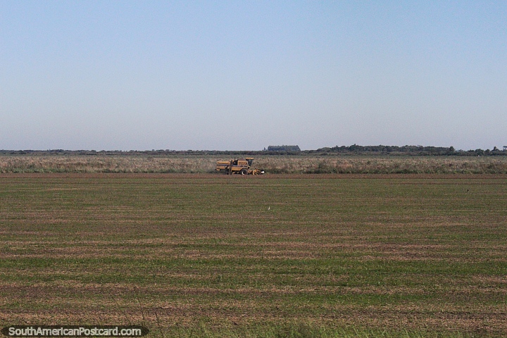 Machine mowing the overgrown fields for hay making around San Pedro del Parana. (720x480px). Paraguay, South America.