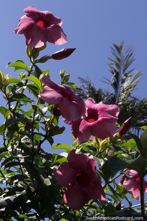 Mandevilla laxa o jazmn chileno, planta ornamental y flor que crece en Villarrica. (480x720px). Paraguay, Sudamerica.