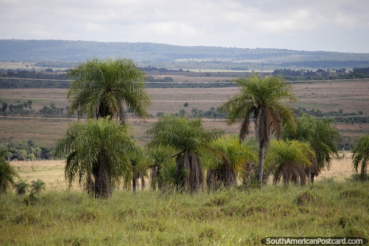 Valley and palms around Valle Apua. (720x480px). Paraguay, South America.