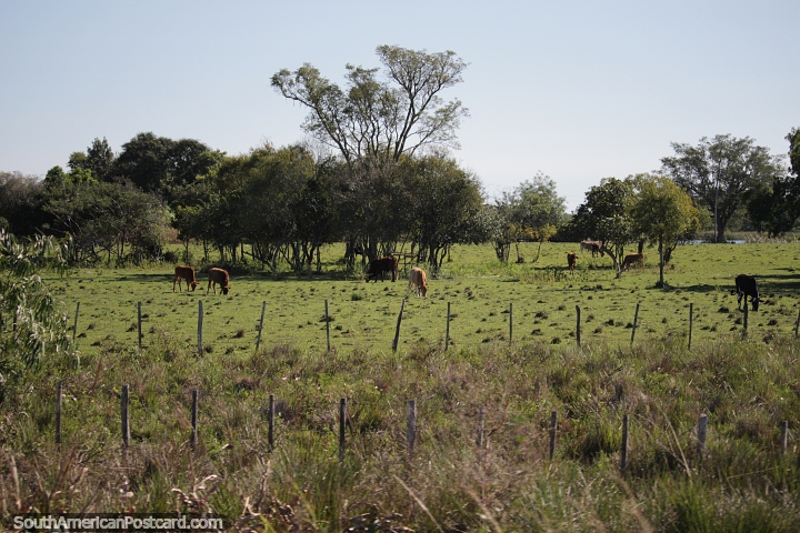Cattle on beautiful rural land east of Pilar. (720x480px). Paraguay, South America.