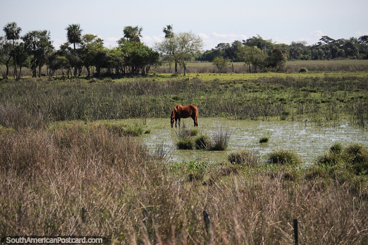 Cavalo comendo grama molhada em uma bela fazenda a leste de Pilar, Rota 4. (720x480px). Paraguai, Amrica do Sul.