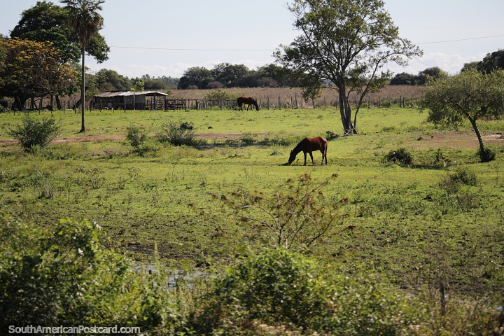 Brown horses are common in these parts on Route 4, east of Pilar. (720x480px). Paraguay, South America.