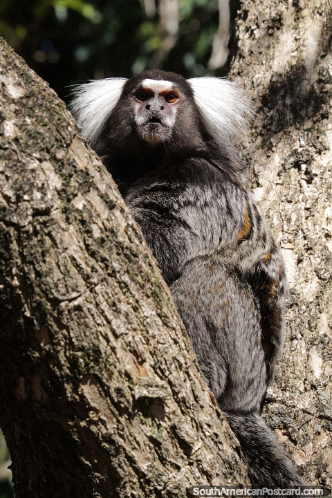 Monkey with white hair in a tree in Mbatovi. (480x720px). Paraguay, South America.