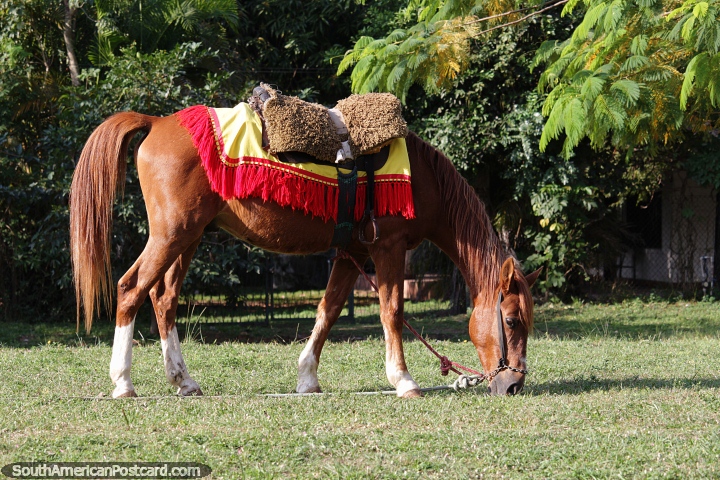 Saddled and ready to ride, a brown horse in Aregua. (720x480px). Paraguay, South America.