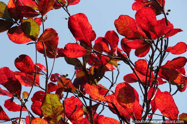 Muchas hojas rojas y una hoja verde brillan a la luz del sol en Aregua. (720x480px). Paraguay, Sudamerica.