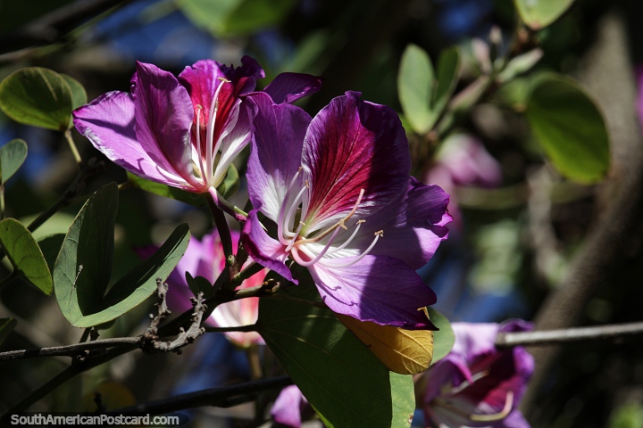 rbol de orqudeas de Hong Kong, flores de color prpura que crecen en Aregua. (720x480px). Paraguay, Sudamerica.