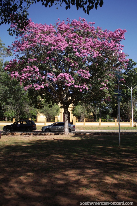 Big pink tree called crepe-myrtle at Plaza Bernardino Caballero in San Estanislao. (480x720px). Paraguay, South America.