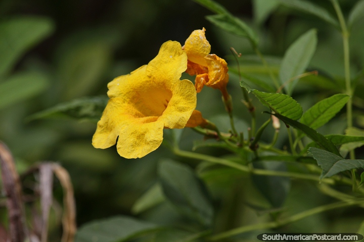 Yellow flower Allamanda schottii growing in Concepcion. (720x480px). Paraguay, South America.