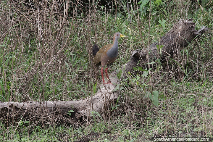 Red-legged Seriema, seen in the Pantanal in Puerto Carmelo Peralta. (720x480px). Paraguay, South America.