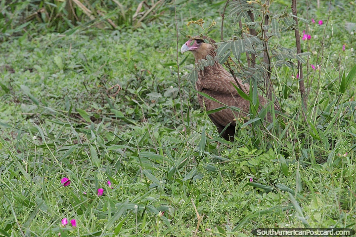 Southern Crested Caracara, common bird seen in the Pantanal area, Puerto Carmelo Peralta. (720x480px). Paraguay, South America.