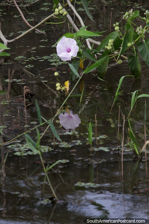 Purple flower and reflection in the Paraguay River in Puerto Carmelo Peralta. (480x720px). Paraguay, South America.