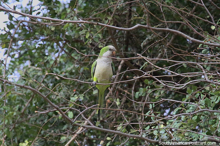 Monk Parakeet enjoys the view from his home in the Pantanal in Puerto Carmelo Peralta. (720x480px). Paraguay, South America.