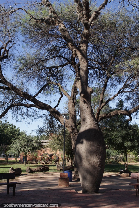Gran rbol botella en el parque - Parque de los Recuerdos en Filadelfia. (480x720px). Paraguay, Sudamerica.