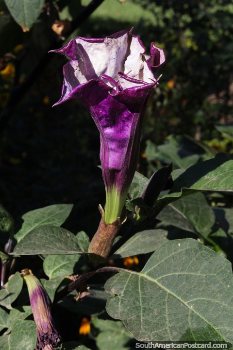 Datura metel, una flor violeta con forma de trompeta en el parque de Filadelfia. (480x720px). Paraguay, Sudamerica.