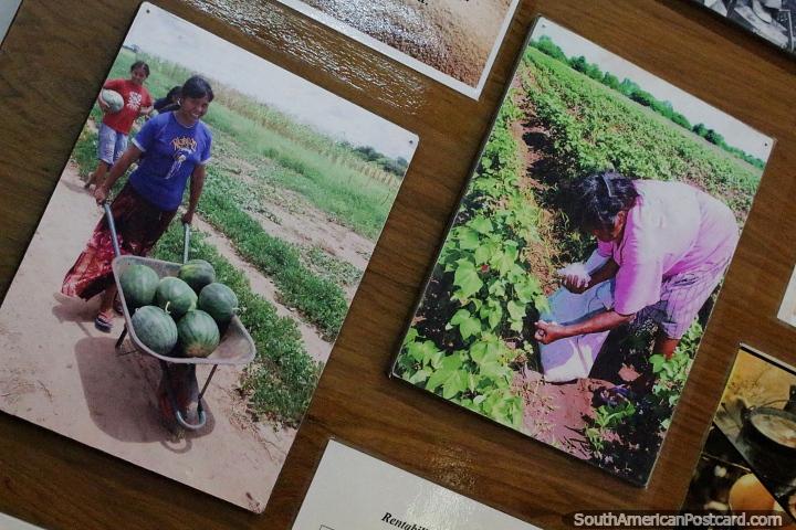 Watermelons and other crops harvested in the Chaco, photos displayed at the museum in Filadelfia. (720x480px). Paraguay, South America.