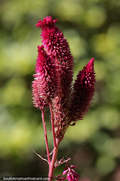 Celosia cristata, burgundy pink colored flower in the park in Filadelfia. (480x720px). Paraguay, South America.