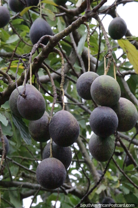 Frutas colgadas en racimos en el campo de la Ruta 2. (480x720px). Paraguay, Sudamerica.