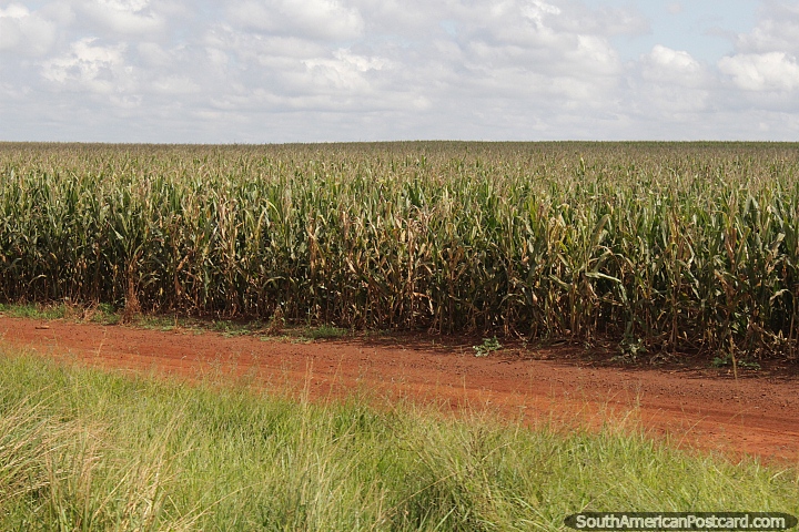 Vast cornfields for as far as the eye can see on Route 13. (720x480px). Paraguay, South America.