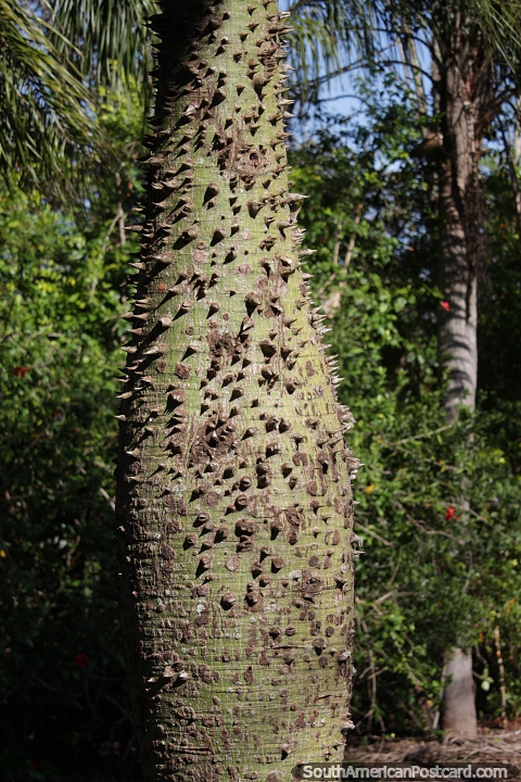 Spiky bottle tree trunk in the countryside on Route 13. (480x720px). Paraguay, South America.