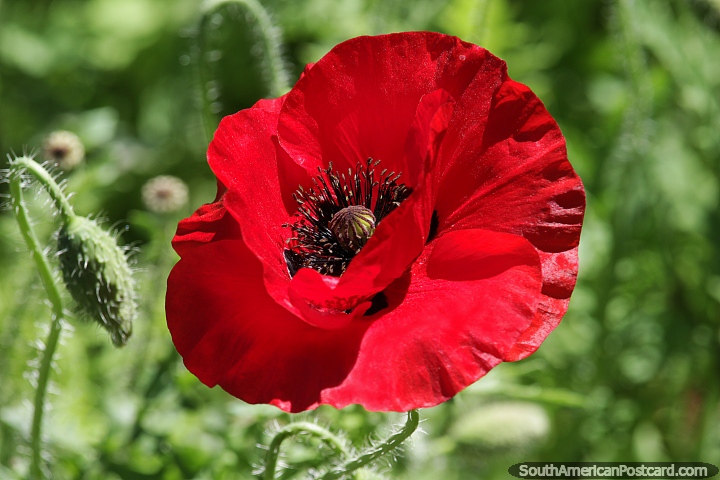Beautiful red poppy from the countryside around Route 2. (720x480px). Paraguay, South America.