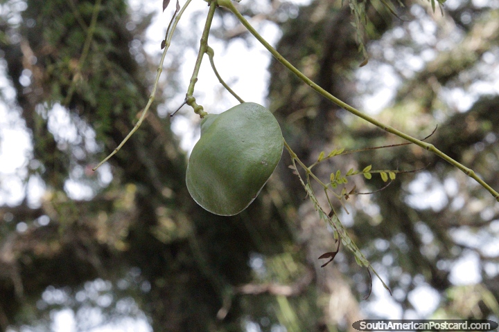 Green pod, nature in the countryside around Route 2. (720x480px). Paraguay, South America.