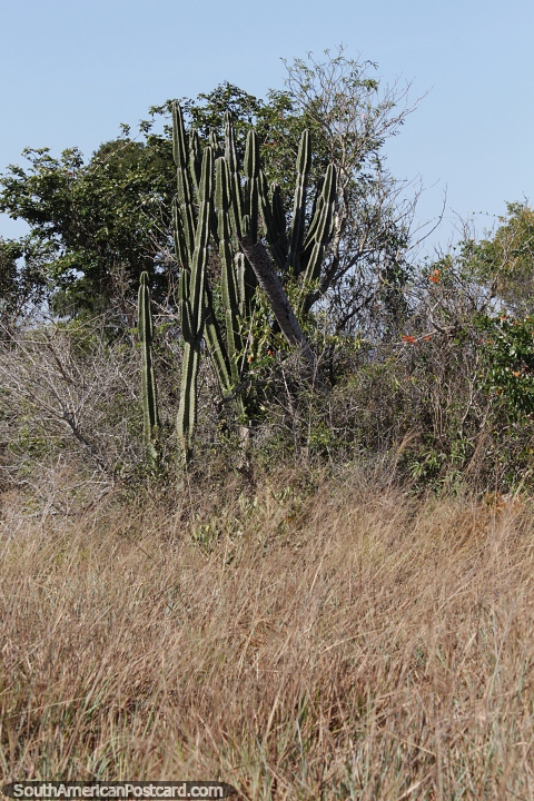Cacto com muitos ramos crescendo no campo na Rota 13. (480x720px). Paraguai, Amrica do Sul.