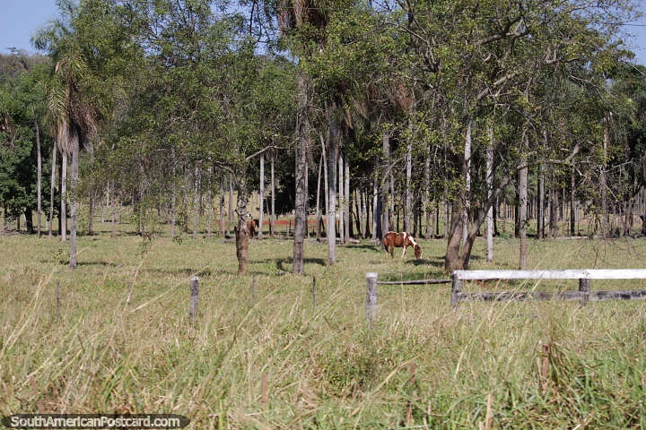 Finca con caballos y campo de rboles sobre Ruta 13. (720x480px). Paraguay, Sudamerica.