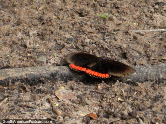Mariposa roja y negra en Parque Nacional Ybycui. (640x480px). Paraguay, Sudamerica.
