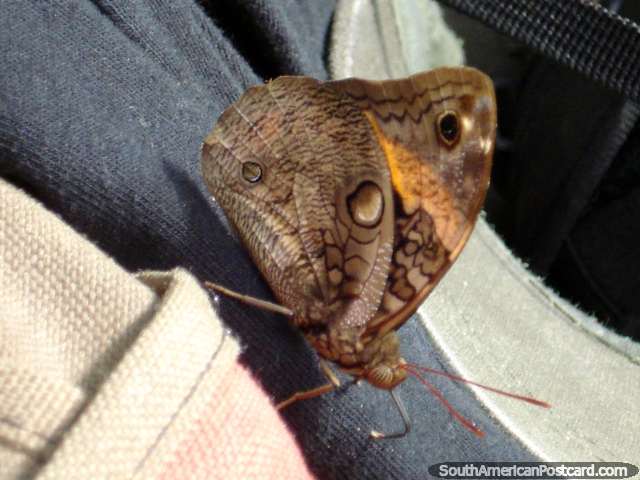 Brown butterfly at Ybycui National Park. (640x480px). Paraguay, South America.