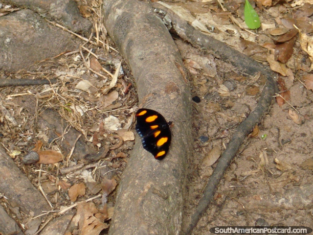 Mariposa negra y naranja en Parque Nacional Ybycui. (640x480px). Paraguay, Sudamerica.