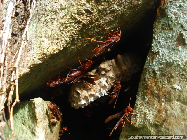 Hornets nest at Ybycui National Park. (640x480px). Paraguay, South America.