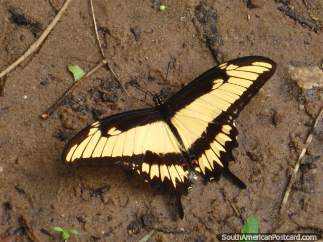 Mariposa amarilla en Parque Nacional Ybycui. (640x480px). Paraguay, Sudamerica.
